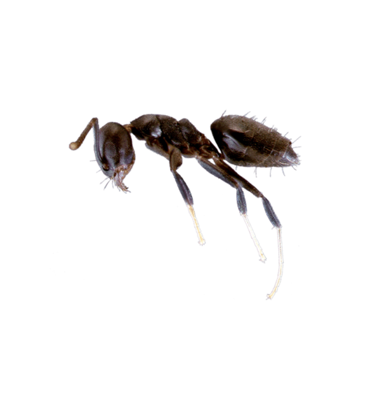 White Footed Ant - Complete Pest Control Services