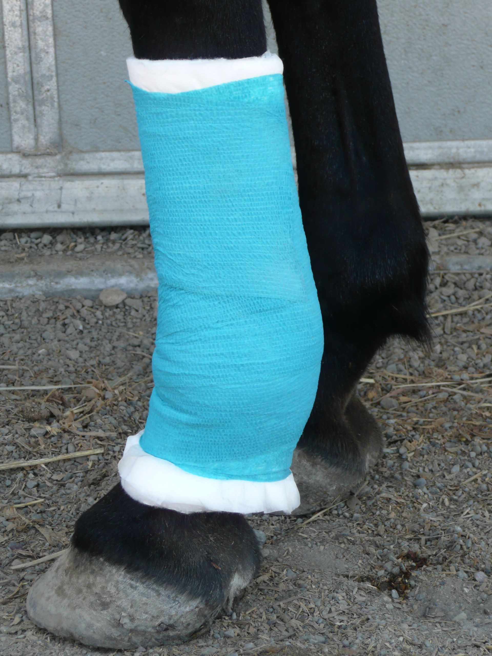 A person is wrapping a horse 's leg with a bandage.