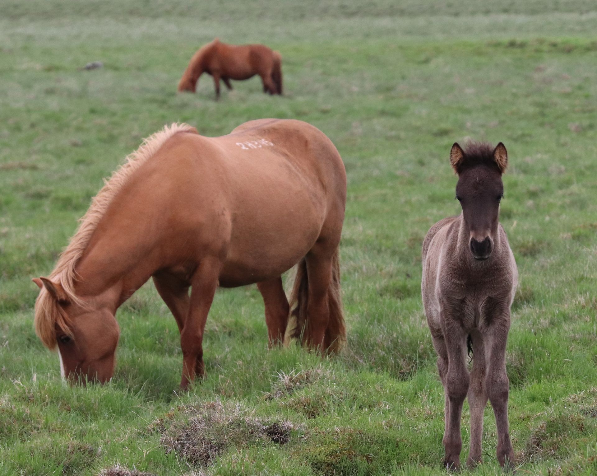 A man is standing next to a horse in a field.