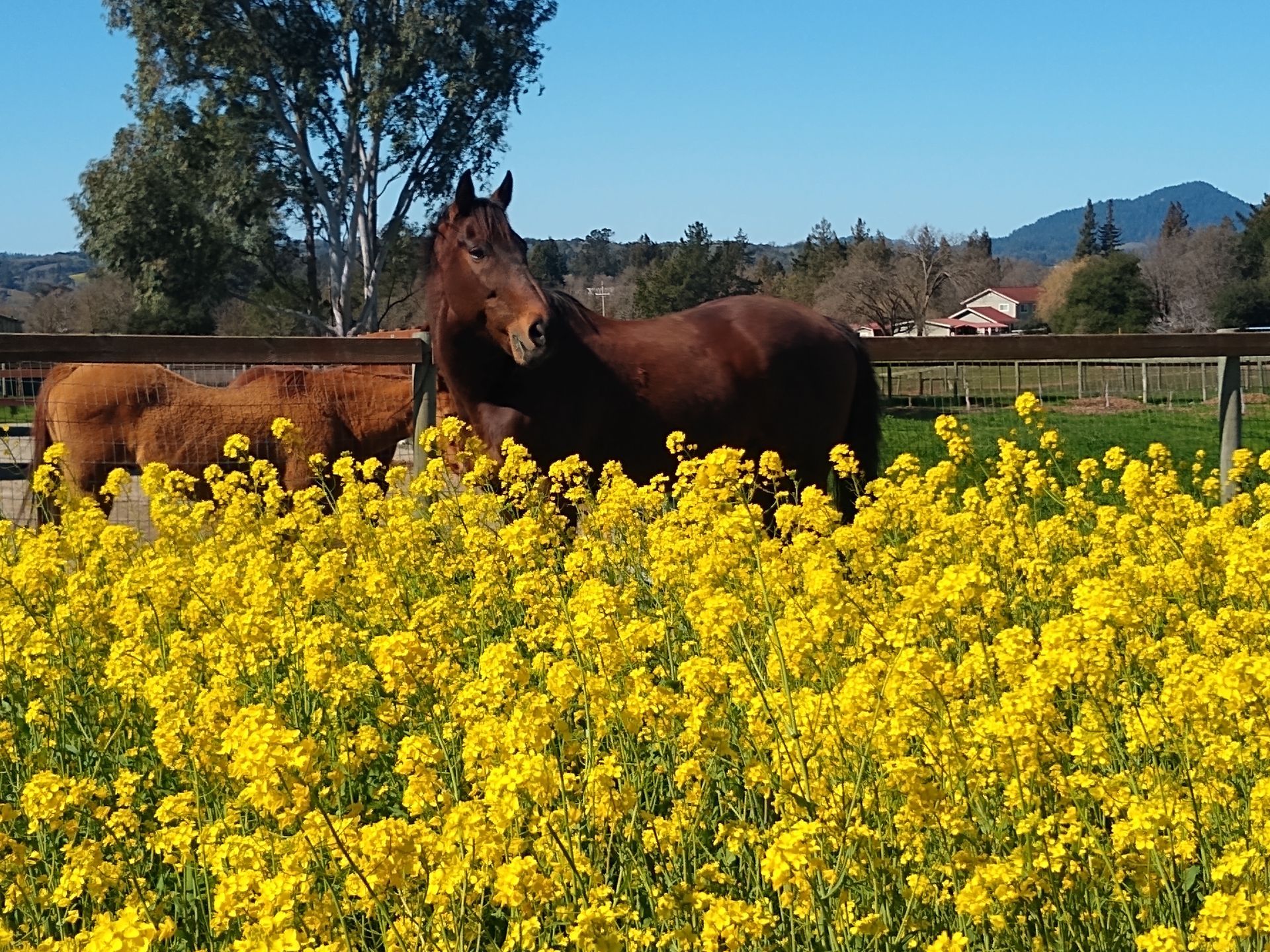 A brown horse is standing in a grassy field.