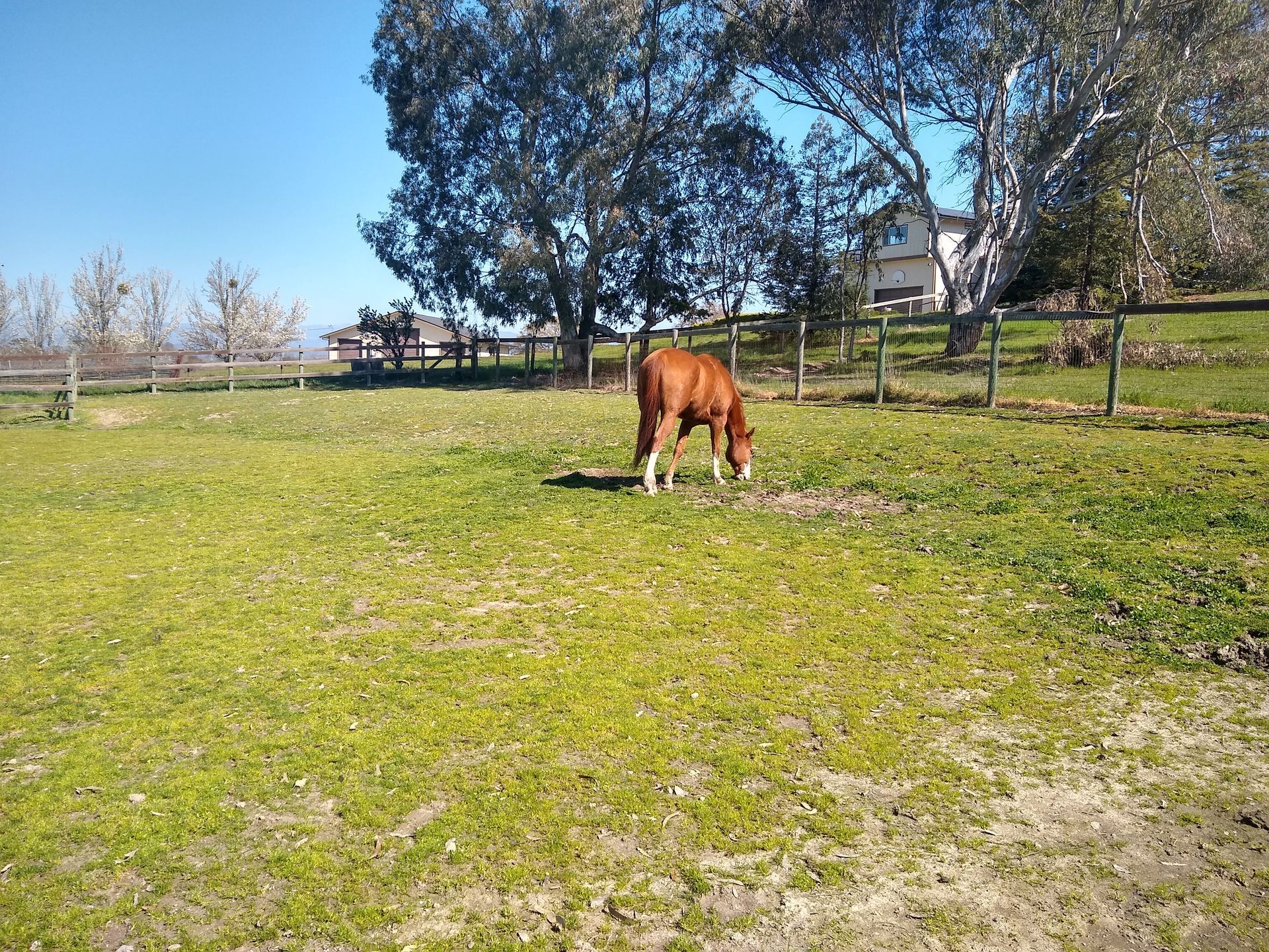 A woman is washing a brown horse with a hose.