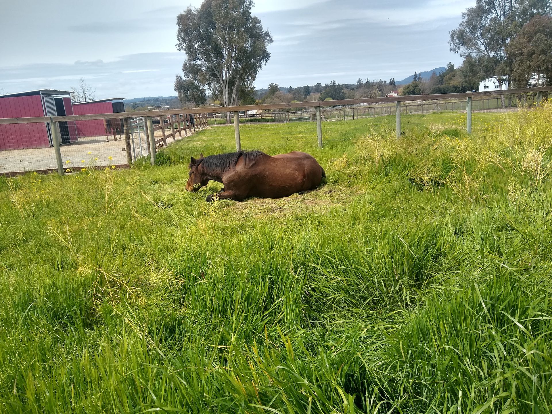 A woman is petting a brown and white horse behind a fence.