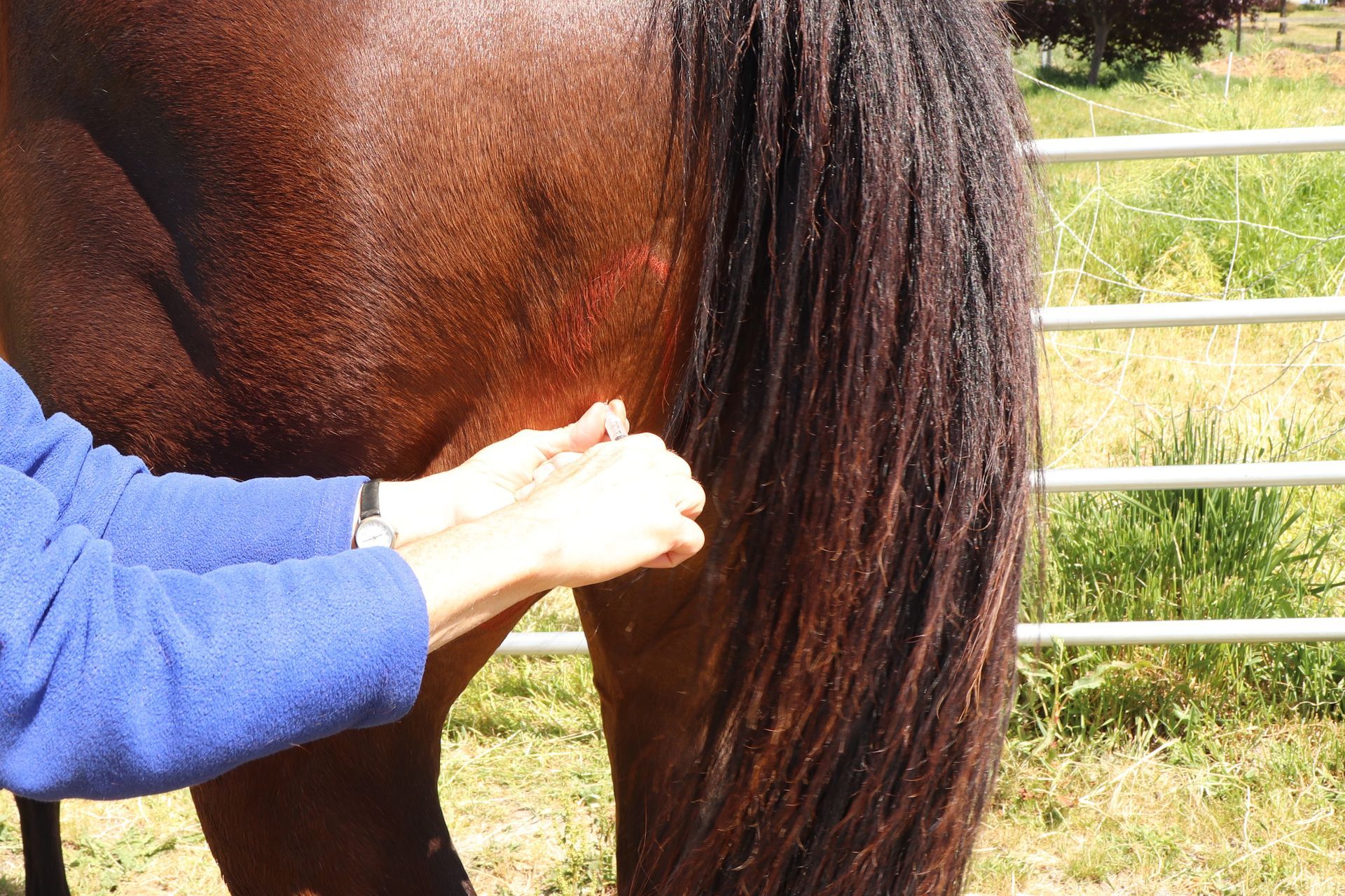 A person is holding a syringe in front of a horse