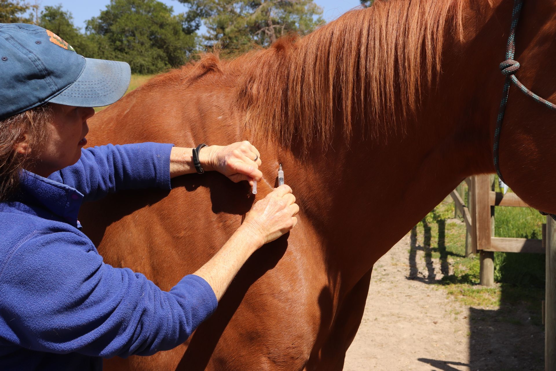 A veterinarian is examining a horse with a stethoscope.