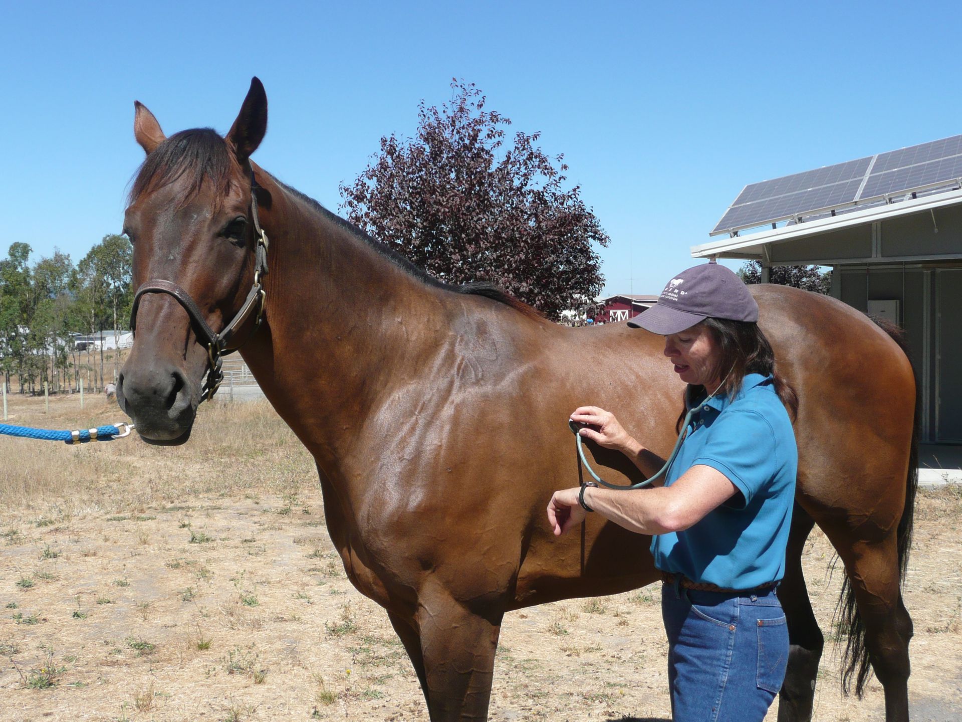 A woman is standing next to a horse while a veterinarian examines it with a stethoscope.