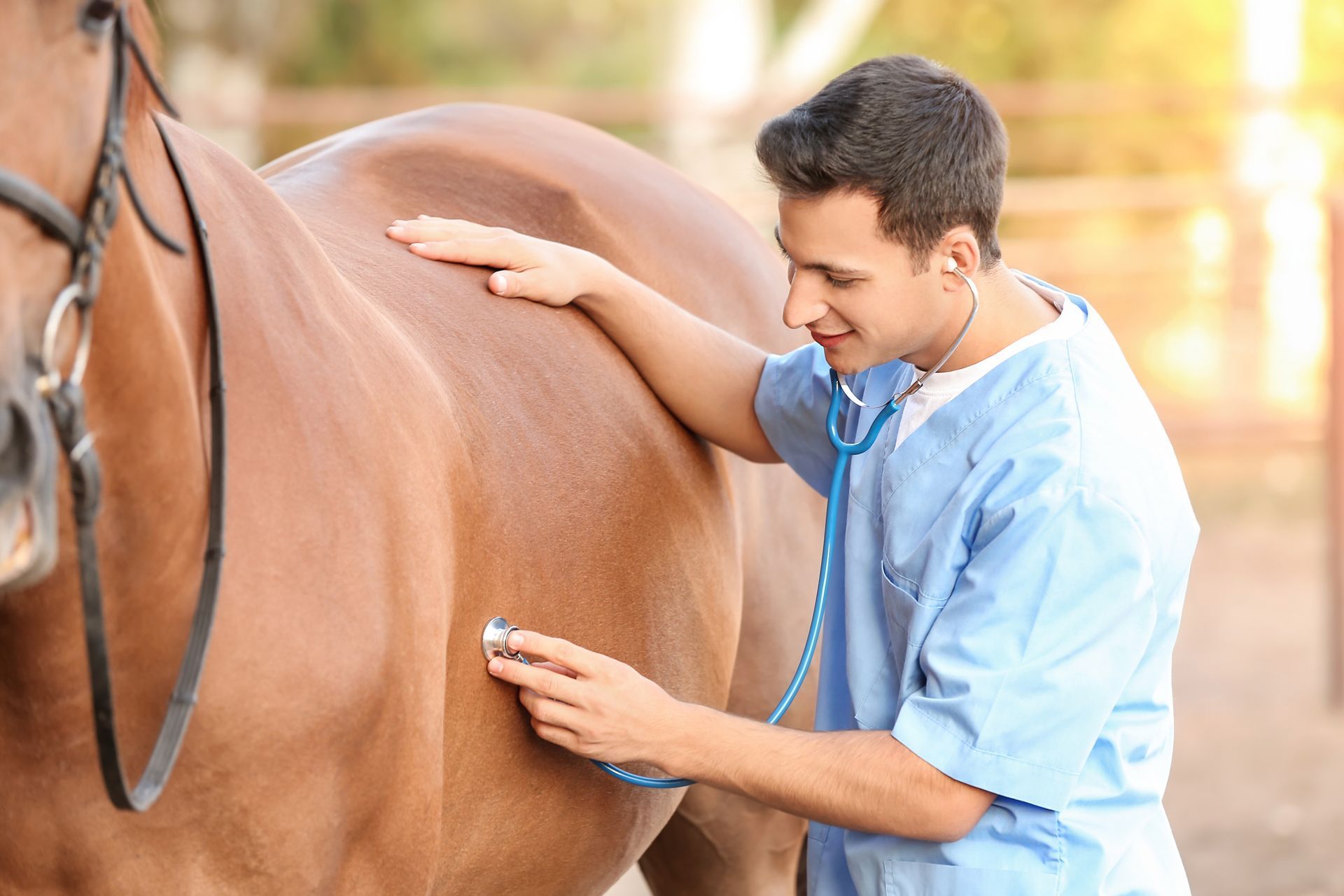 A veterinarian is examining a horse with a stethoscope.