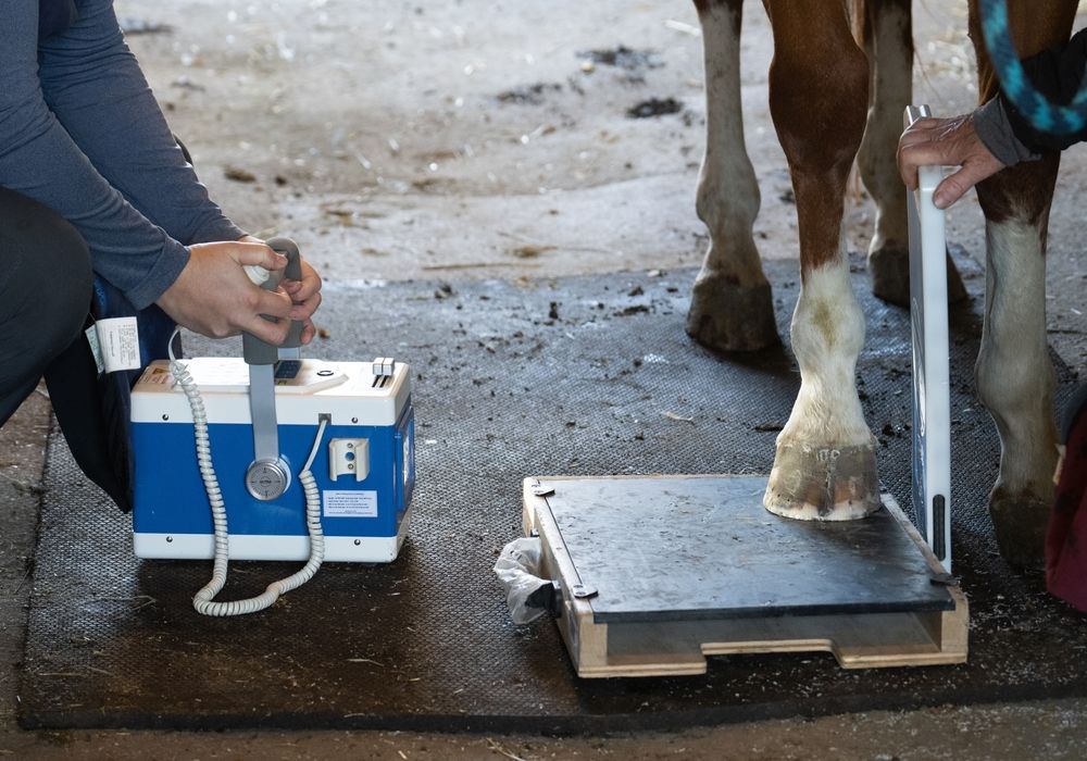 A person is examining a horse 's leg with an x-ray machine