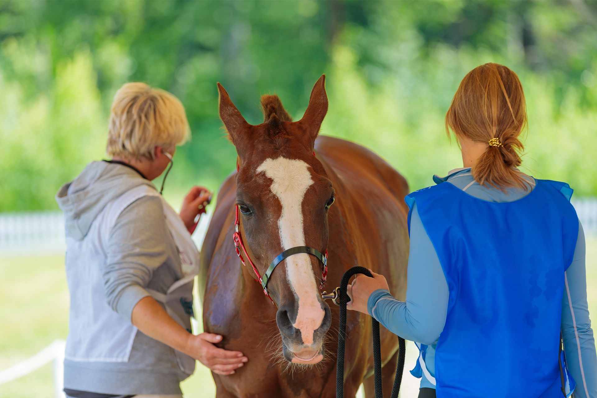 Two women are examining a brown horse with a stethoscope.