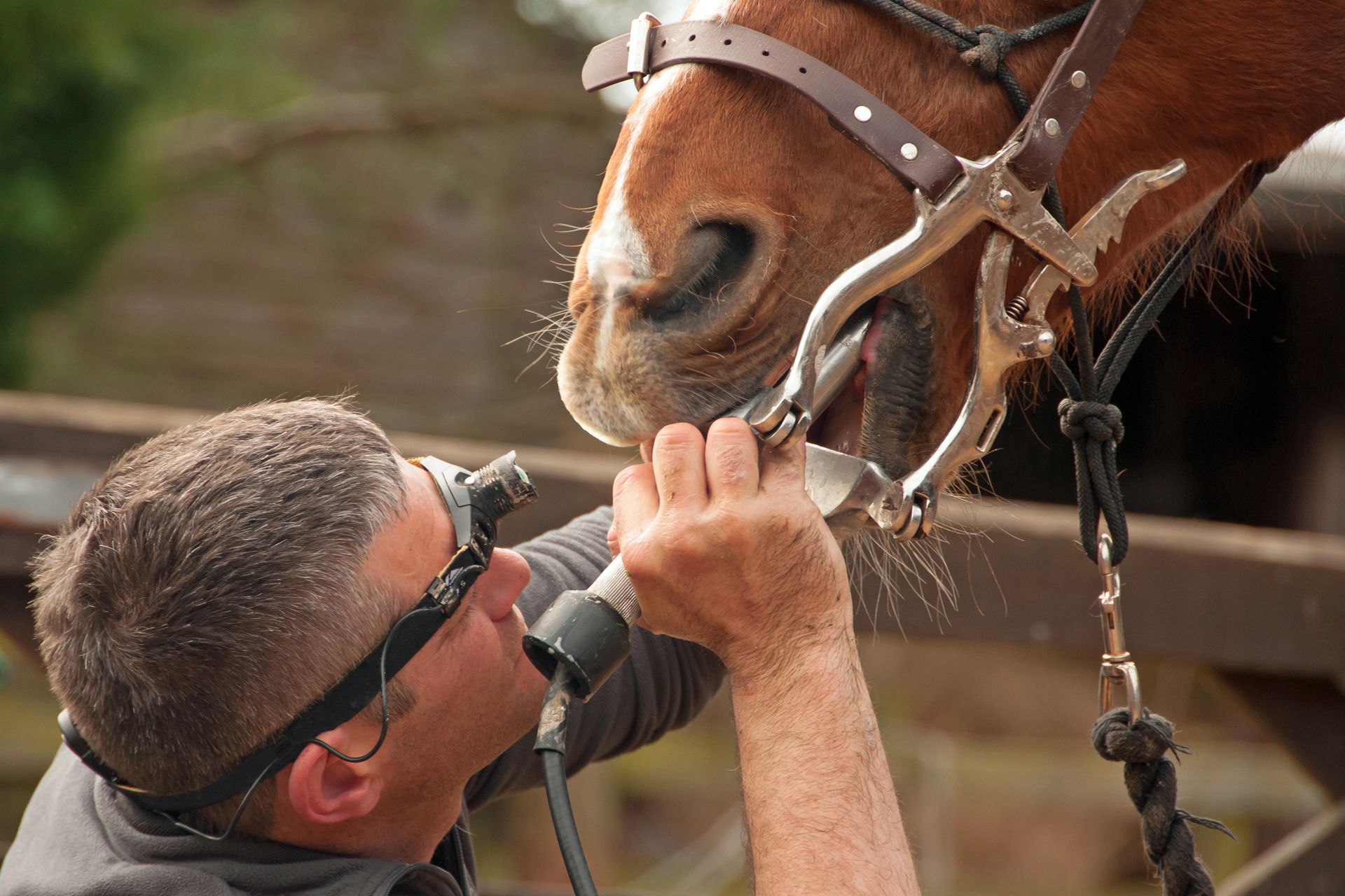 A man is cutting a horse 's teeth with a pair of scissors.