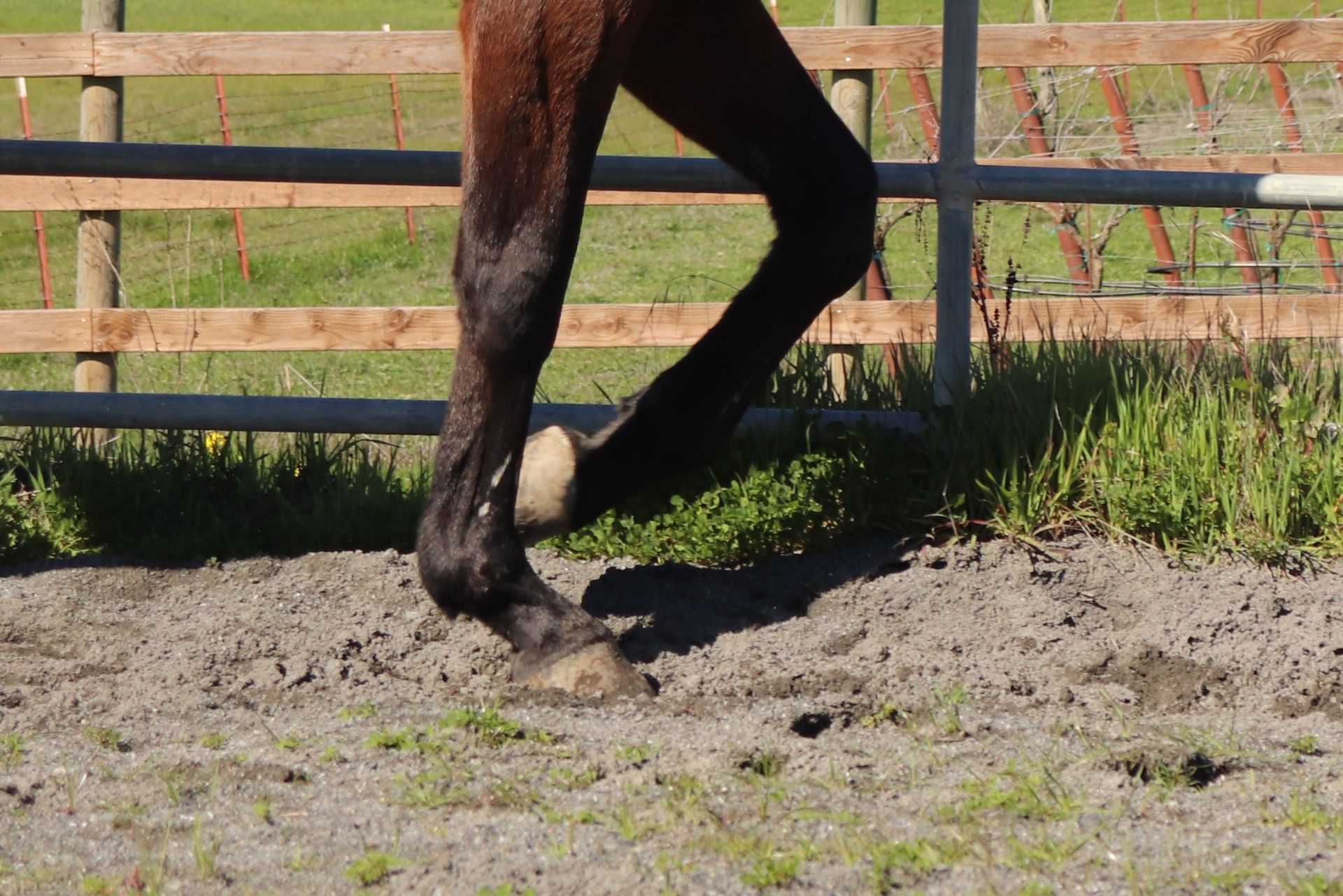 A brown horse is laying on its back in the grass.