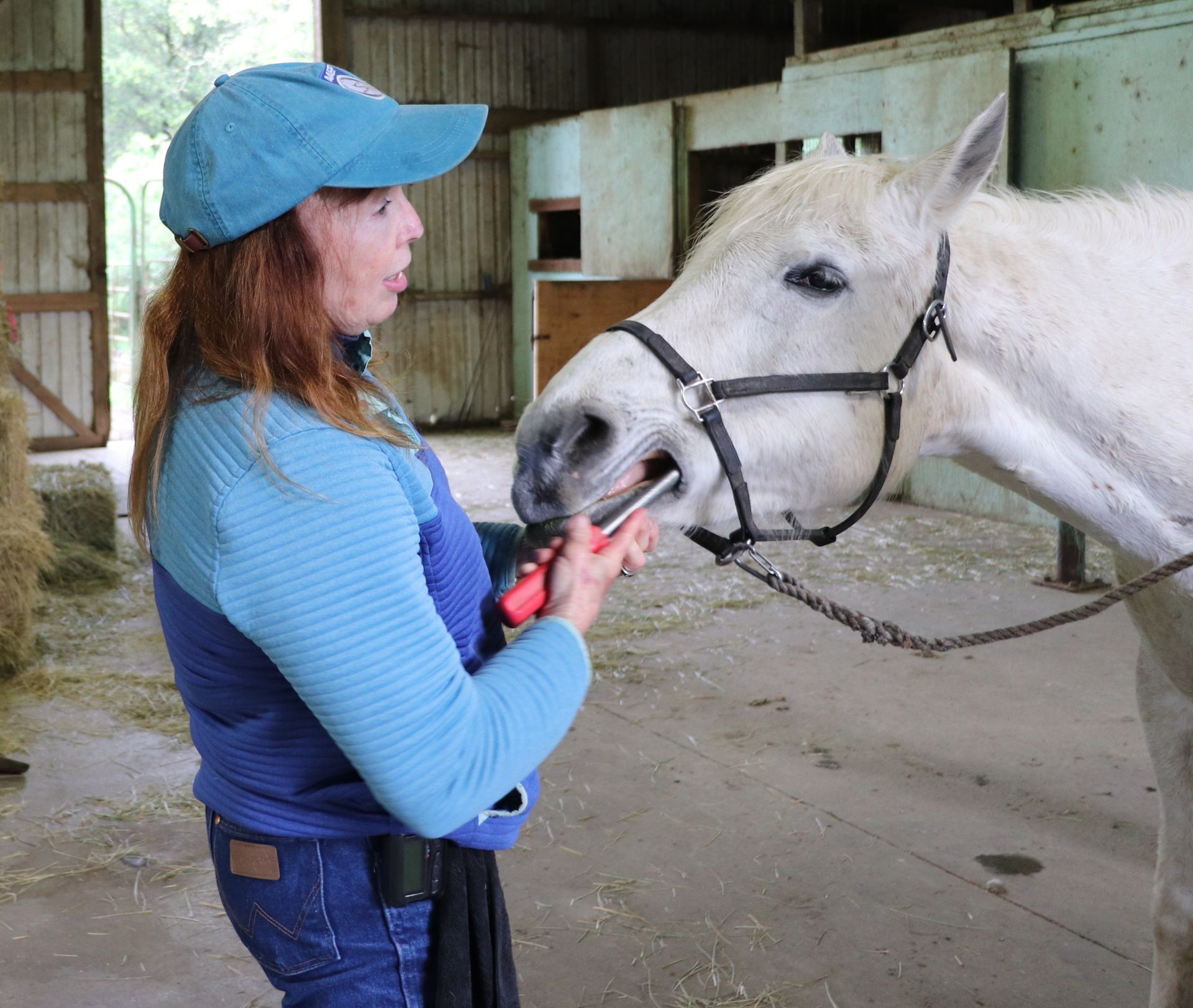 A man is cutting a horse 's teeth with a pair of scissors.