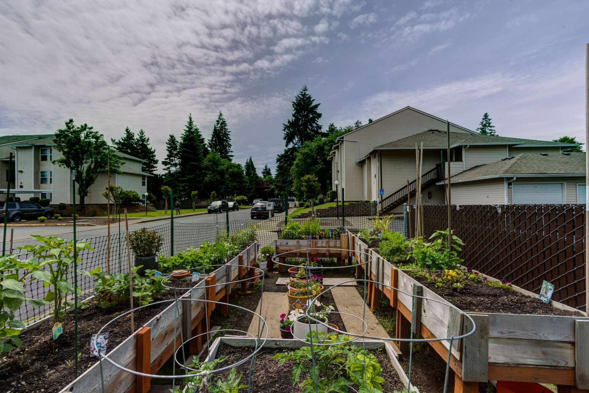 A garden with lots of plants and a house in the background.