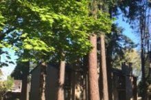 A row of trees in front of a building on a sunny day.
