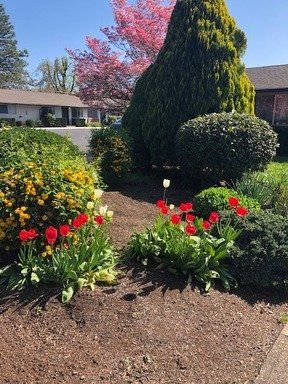 A garden with flowers and bushes in front of a house