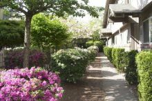 A walkway between two buildings with purple flowers and bushes.