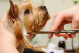 Dog Grooming — Pet Grooming service in Norfolk, VA