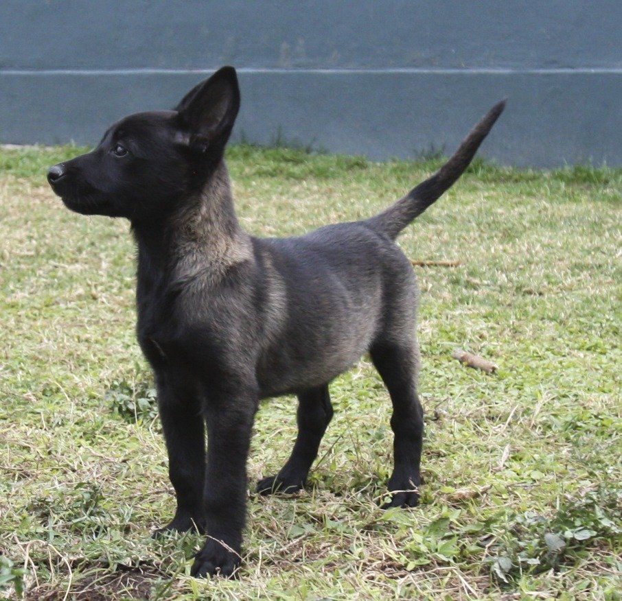 perros belga malinois en mexico