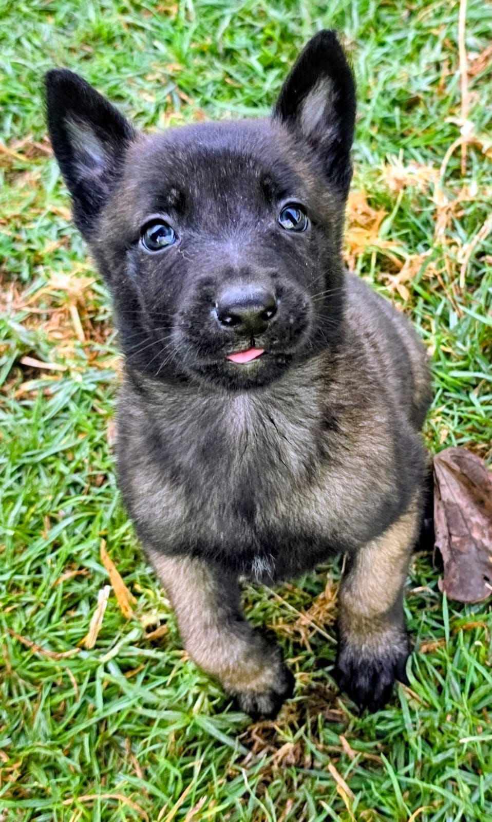 cachorro belga malinois en venta