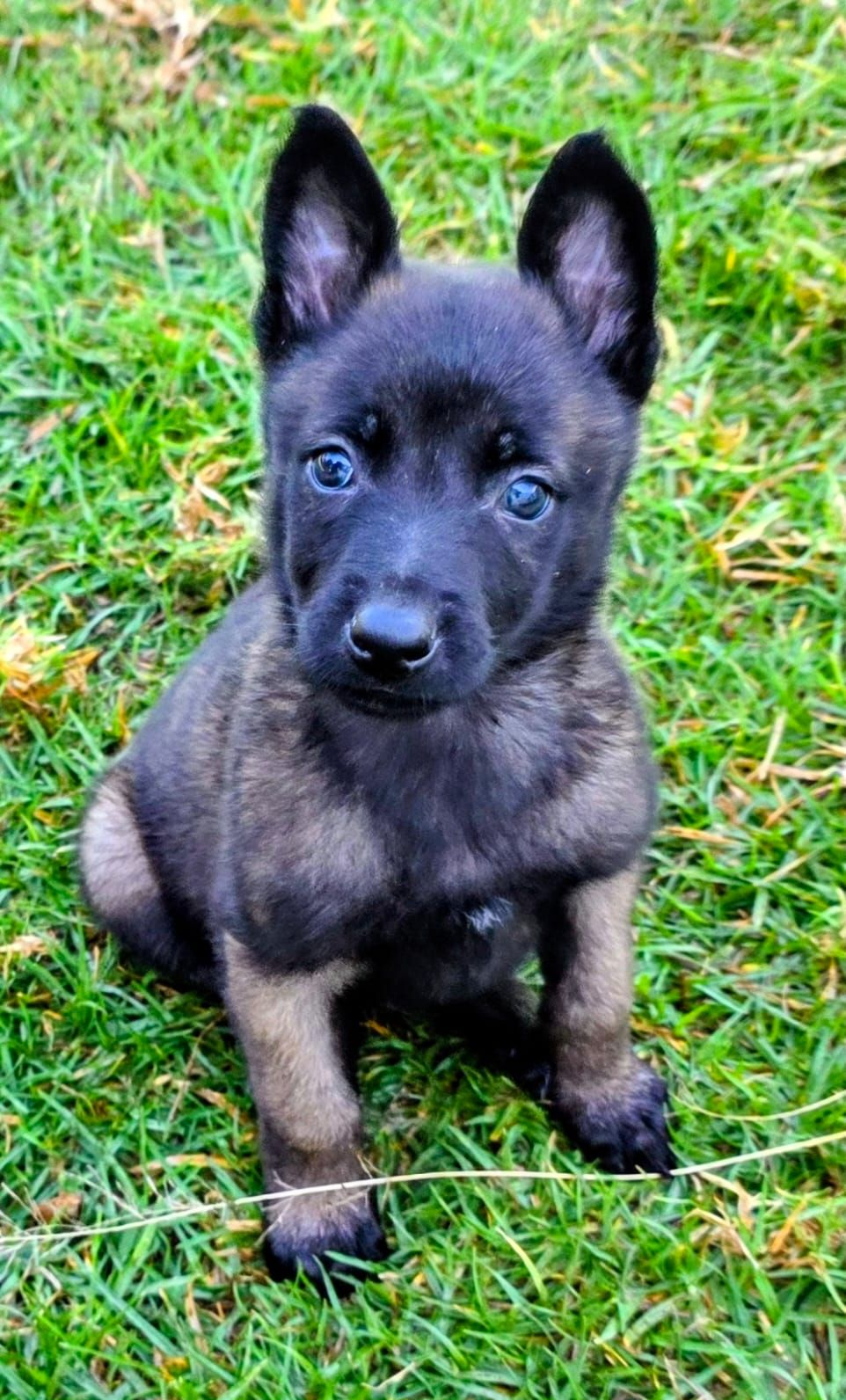 cachorro belga malinois en mexico