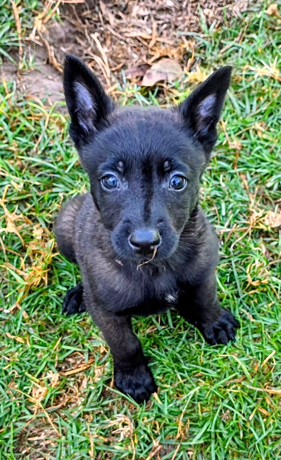 belga malinois en venta