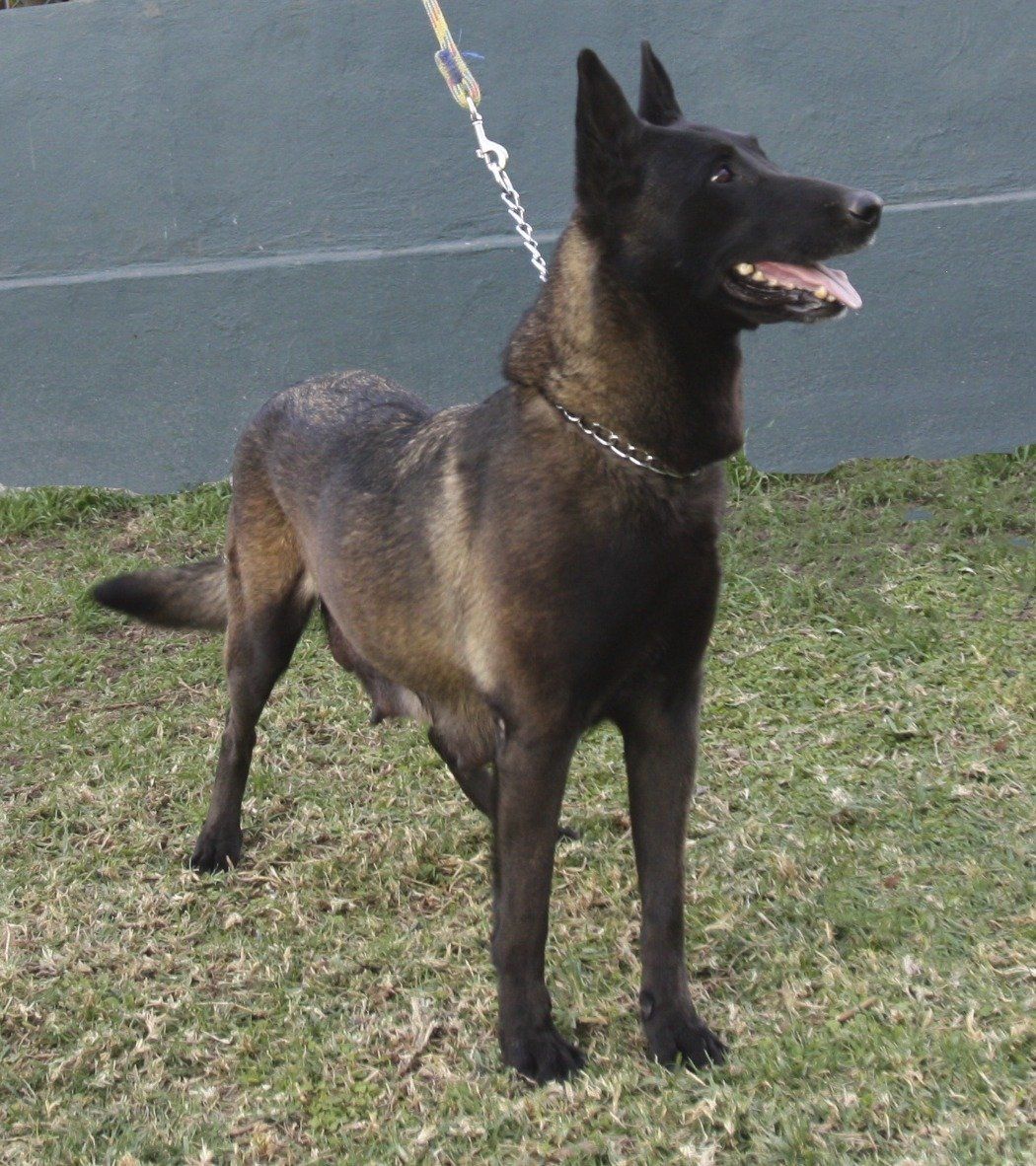 perros belga malinois en mexico