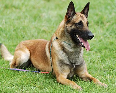 belga malinois en Queretaro