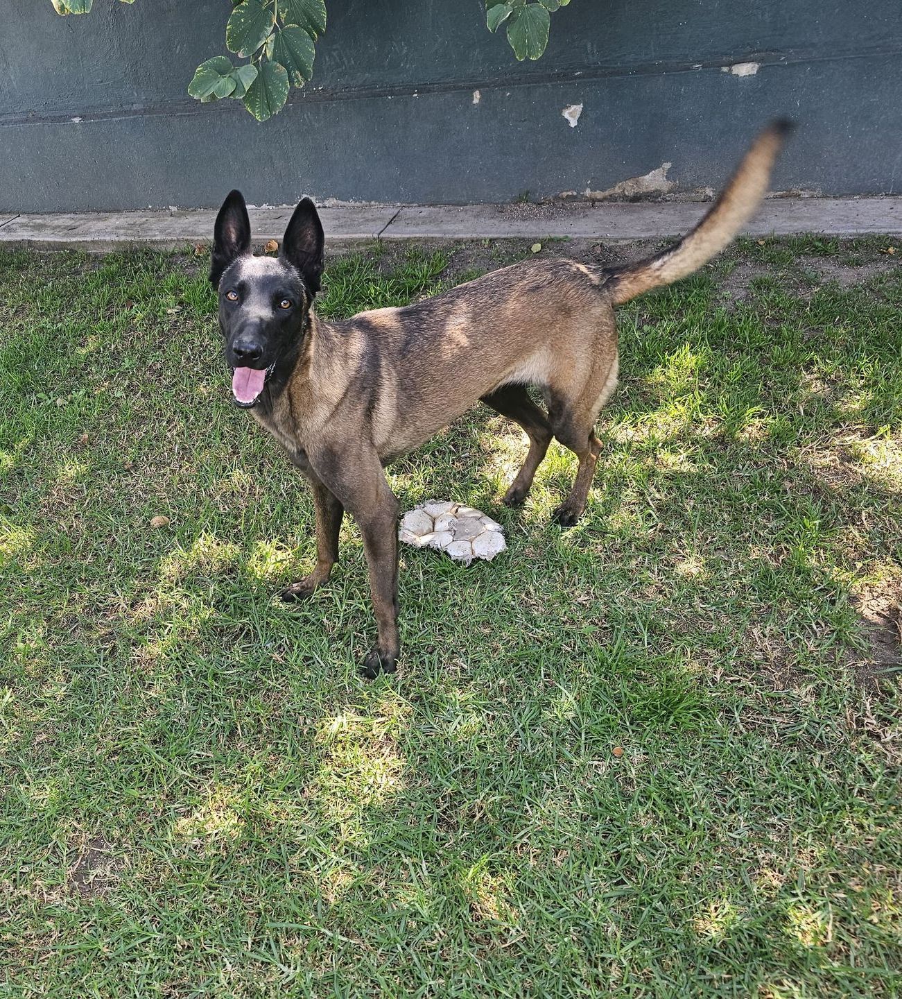 Cachorros belga malinois en venta