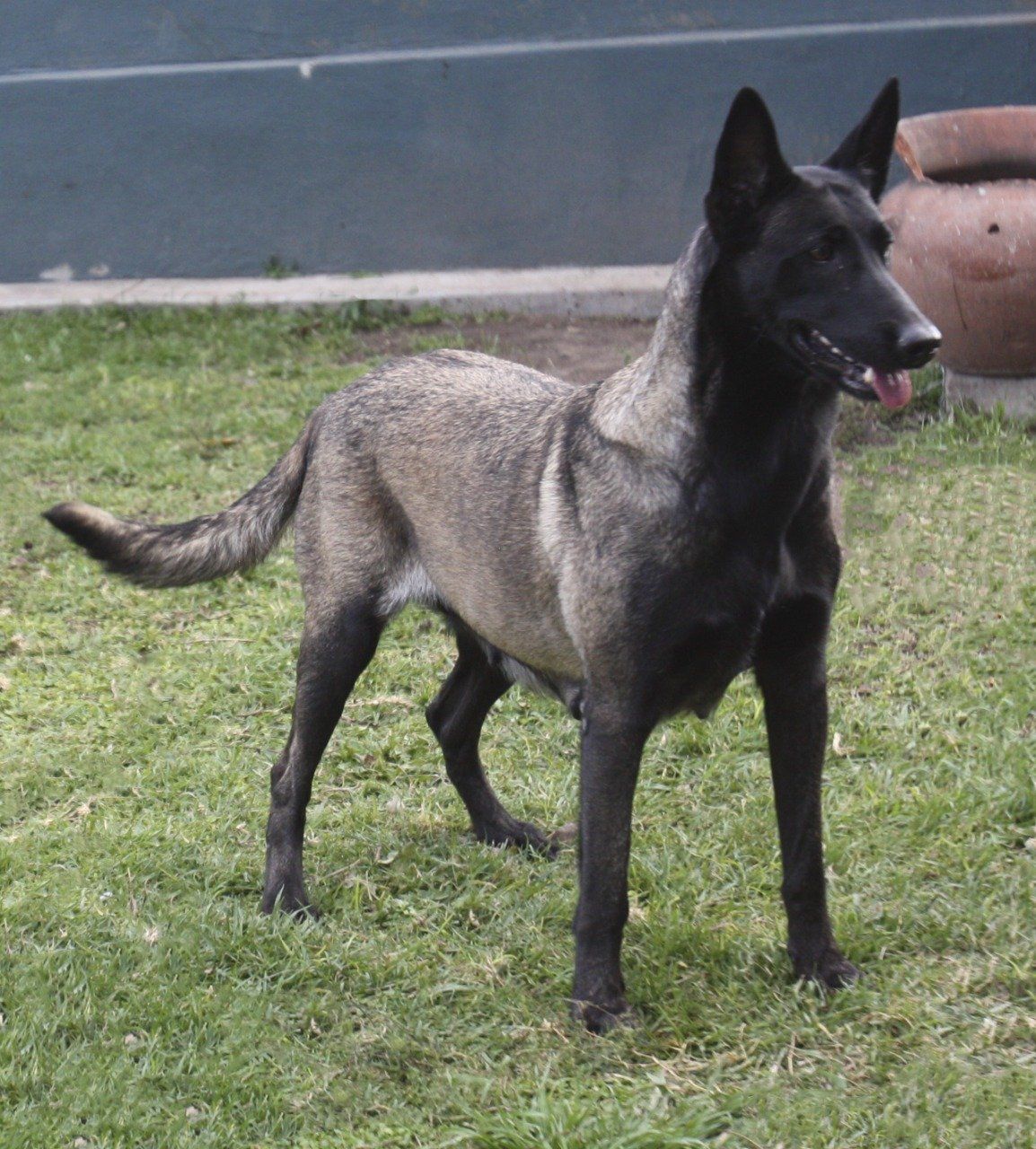 perros belga malinois en mexico