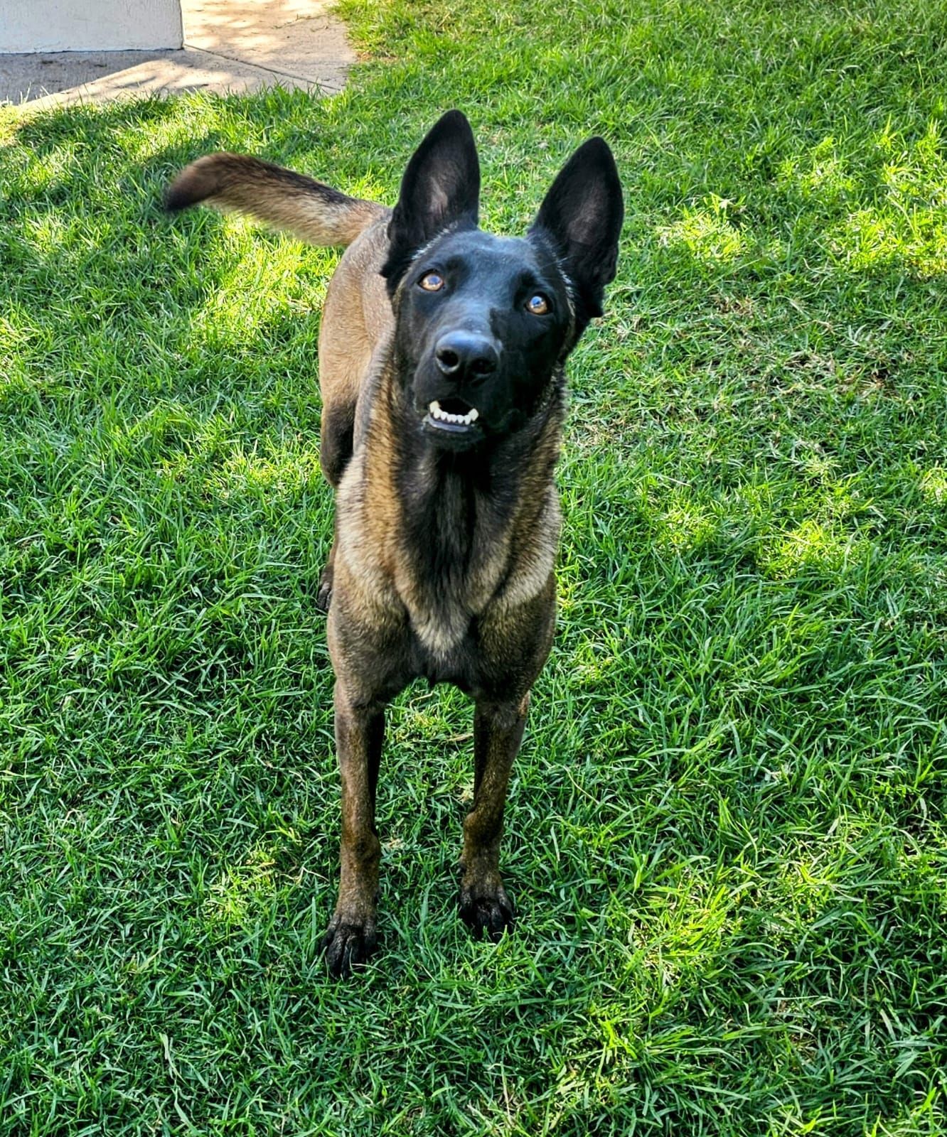 Perro Belga Malinois En Venta