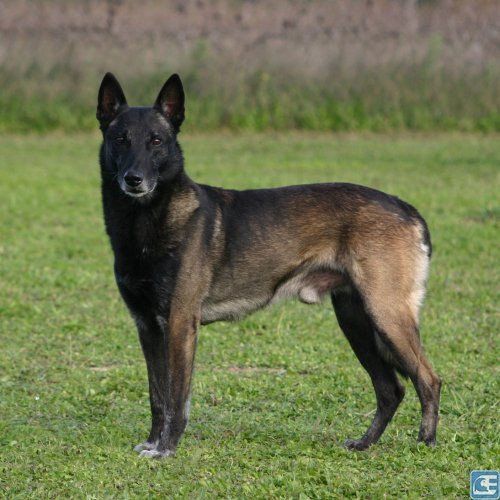 belga malinois en monterrey