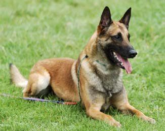 belga malinois en Reynosa