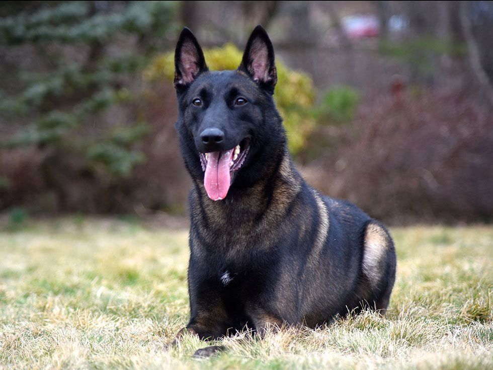 belga malinois en mexico