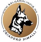 pastor belga malinois en venta