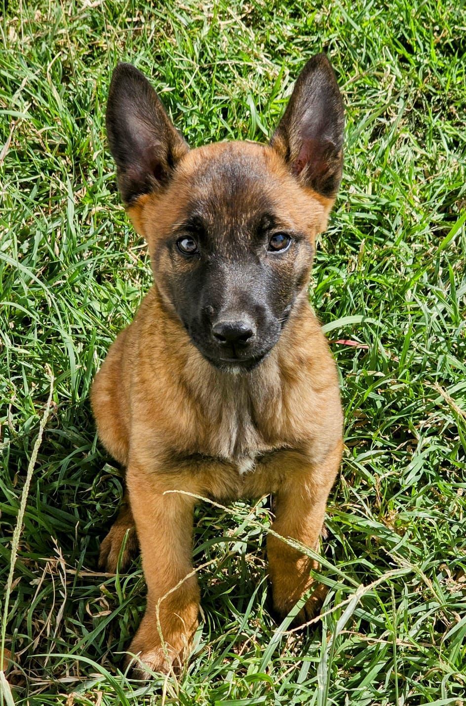 cachorro belga malinois en mexico