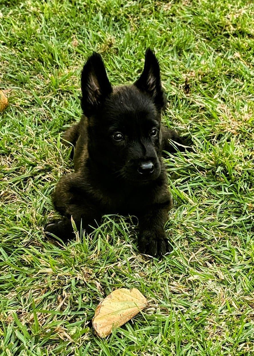 cachorro belga malinois en venta