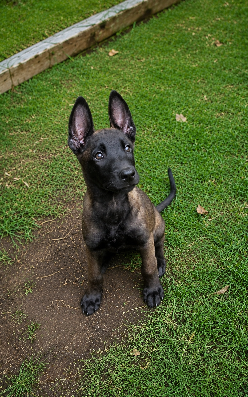 belga malinois en venta 