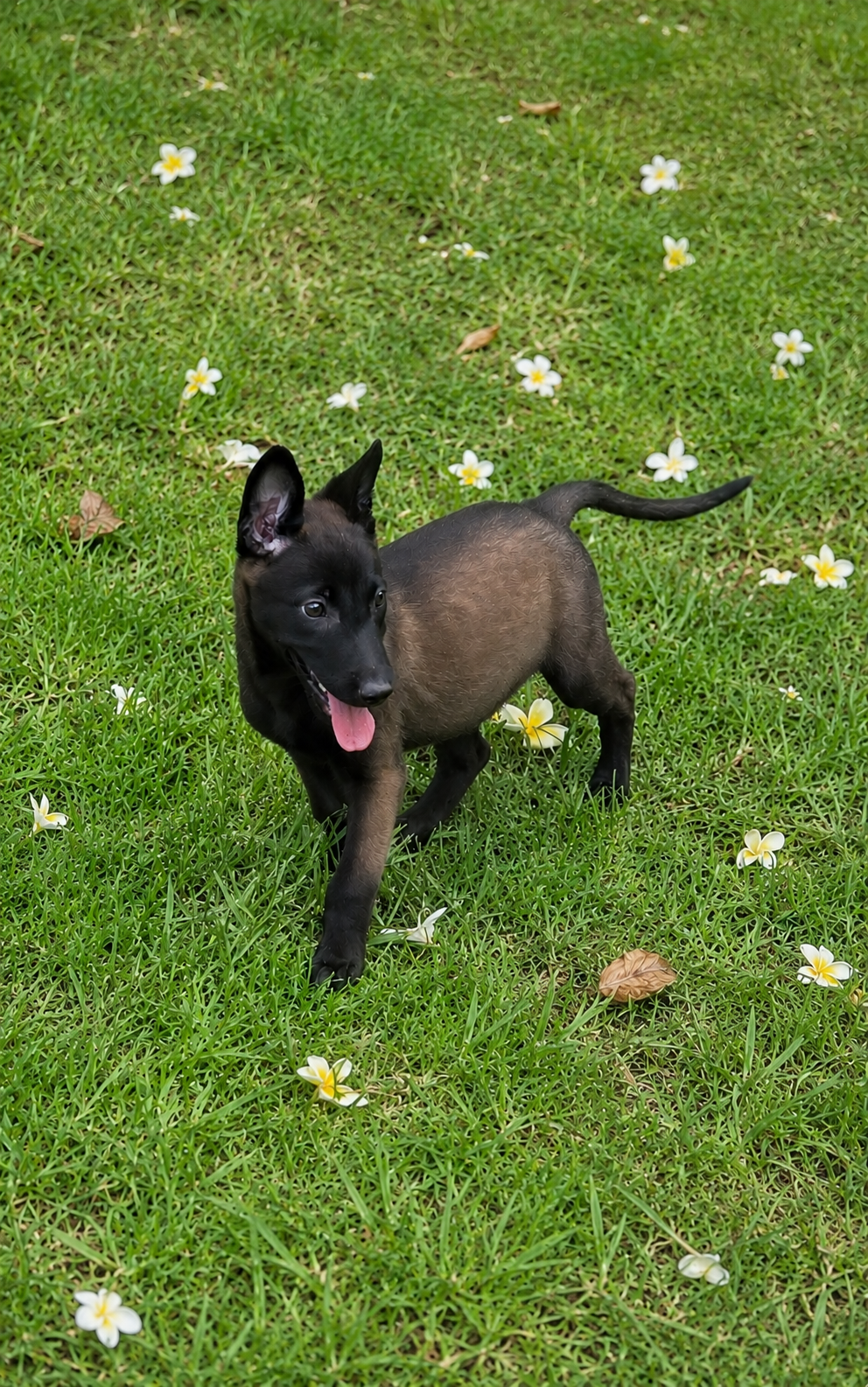 cachorro belga malinois en mexico