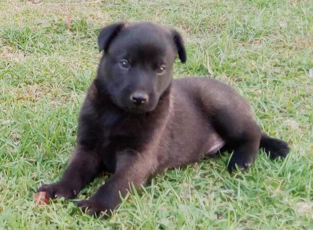 belga malinois en mexico