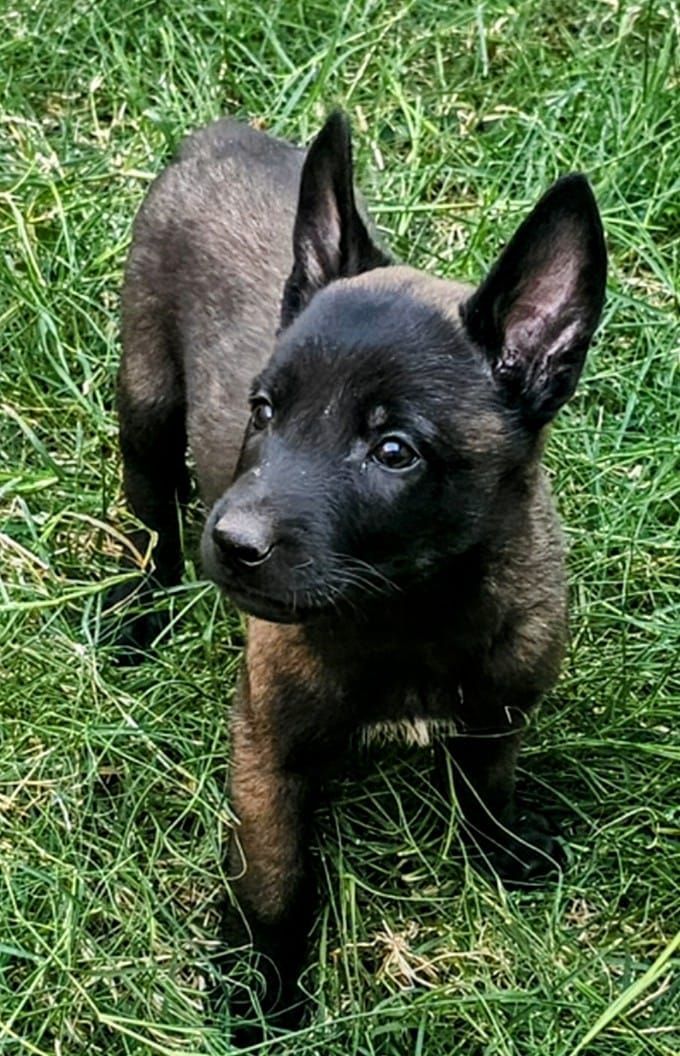 belga malinois en venta 
