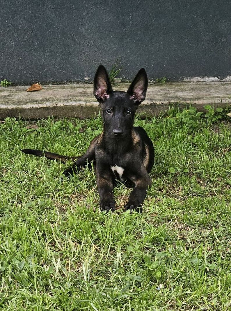 Cachorro belga malinois