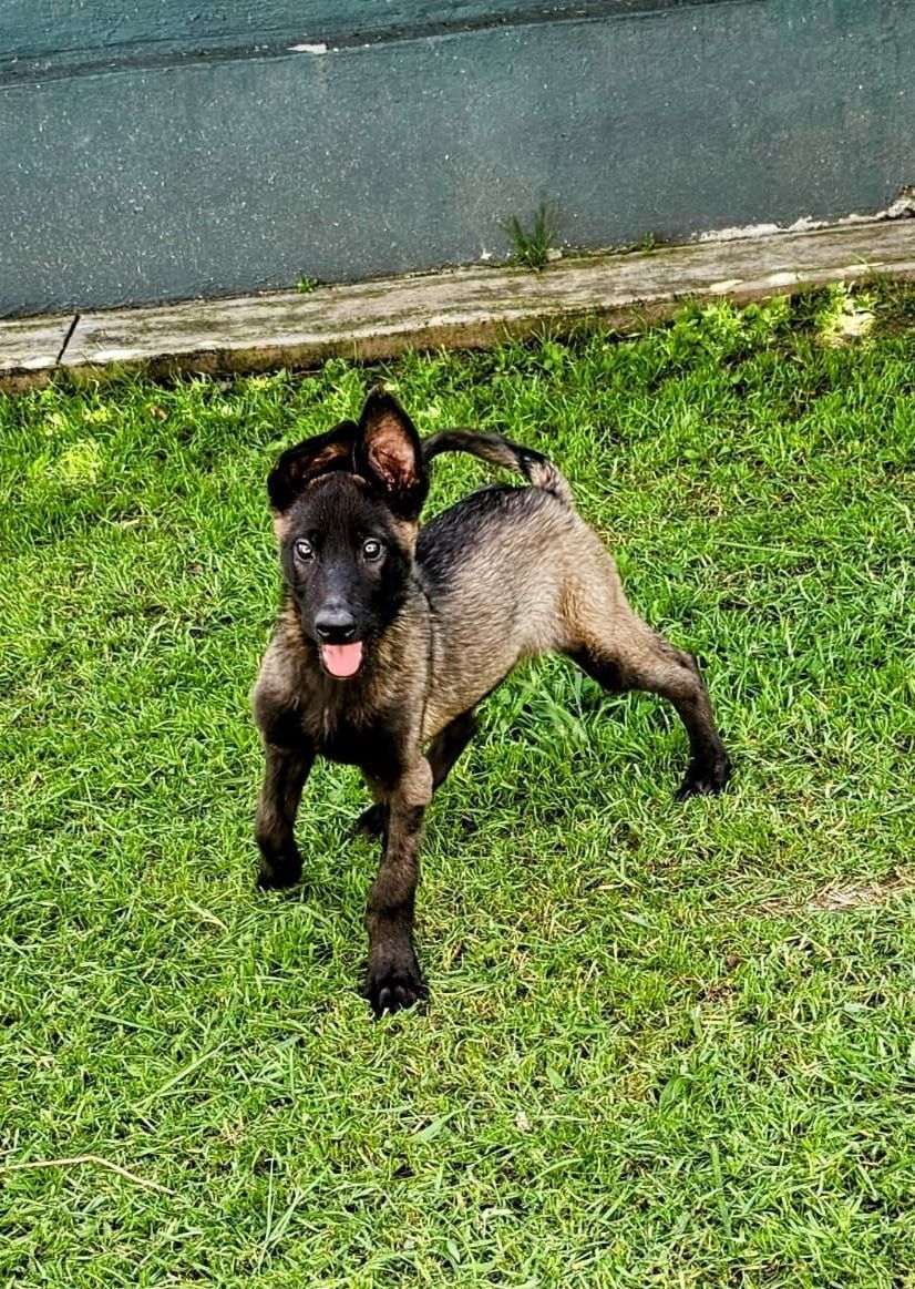 Cachorro belga malinois