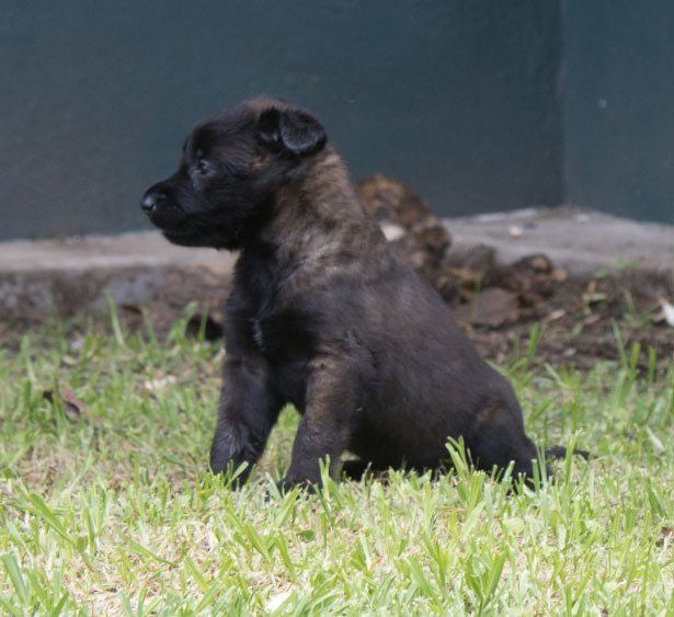 belga malinois en mexico