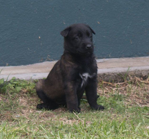 belga malinois en mexico