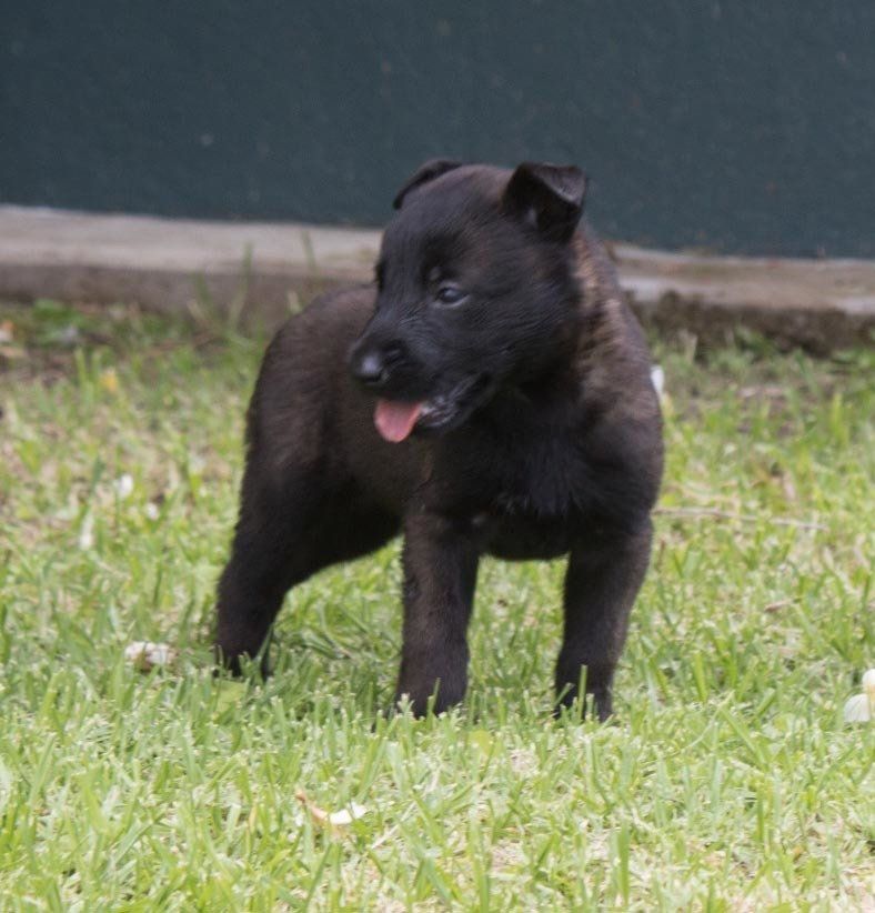 belga malinois en mexico
