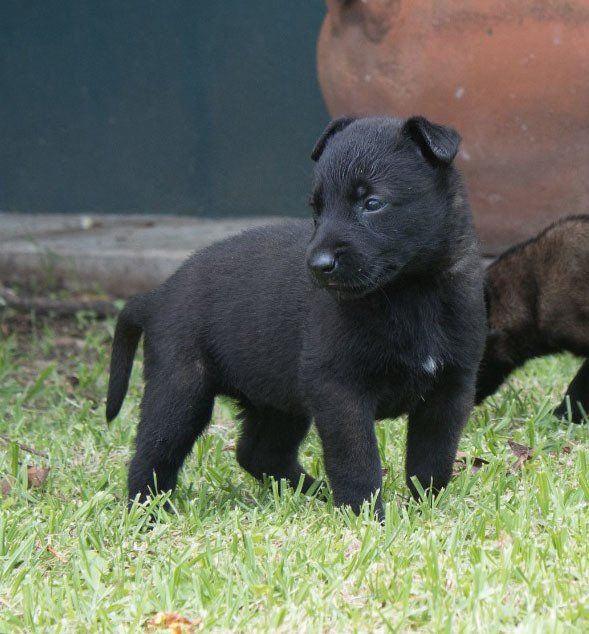 belga malinois en mexico