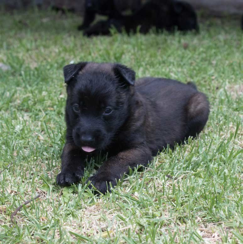 belga malinois en mexico