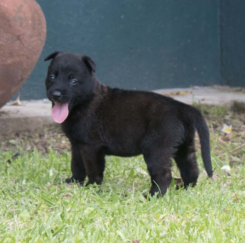 belga malinois en mexico