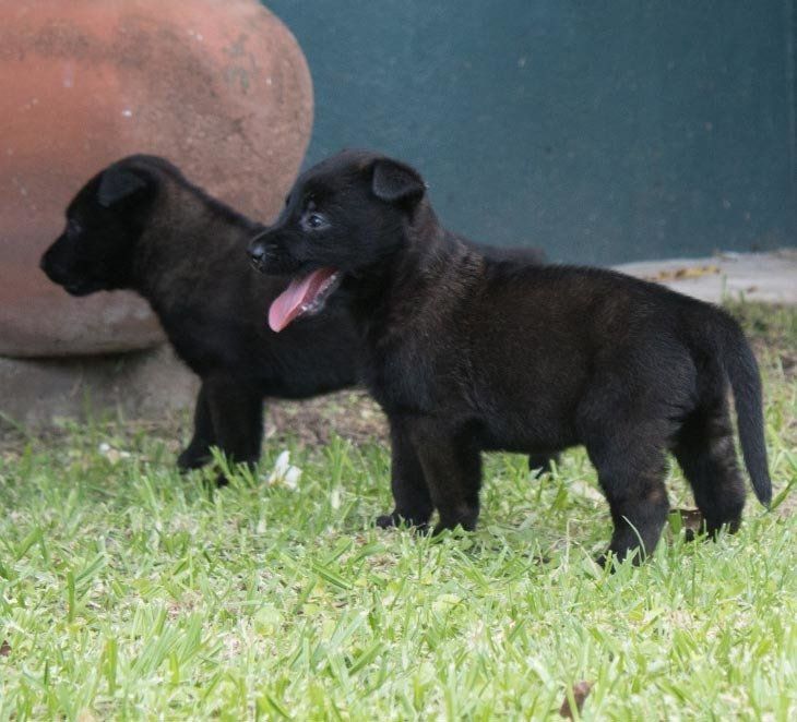 belga malinois en mexico