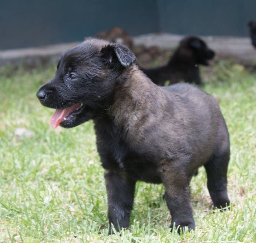 belga malinois en mexico