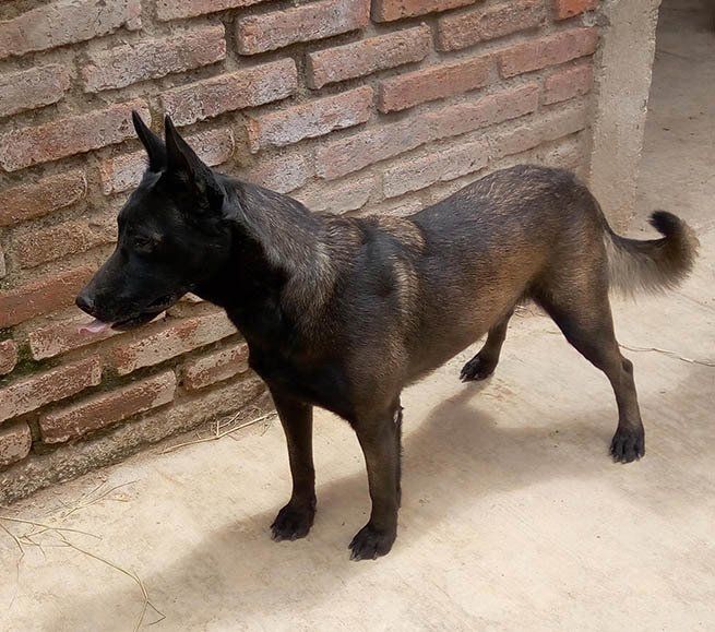 belga malinois en mexico